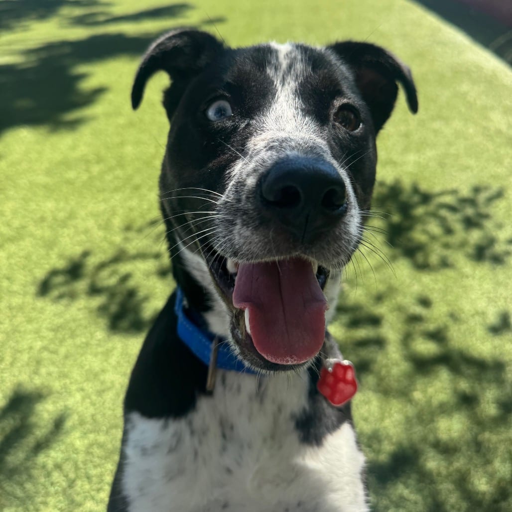 Photo of Eggnog, adoptable Terrier, Pit Bull in Buellton, California
