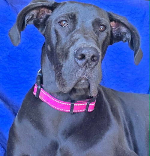 Photo of Mia, adoptable Great Dane in Cuba, New York