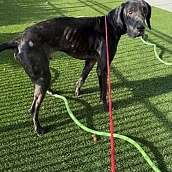 Photo of Stan, adoptable Great Dane in Bullard, Texas
