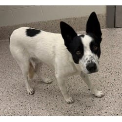 Photo of Foxton, adoptable Australian Cattle Dog in Brighton, Colorado