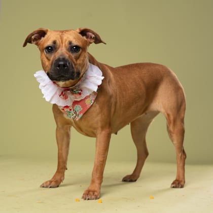 Photo of Monica, adoptable dog in Atlanta, Georgia