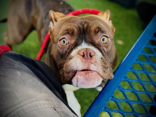 Photo of Wendy, adoptable Bulldog in Orlando, Florida