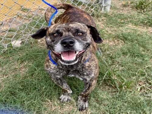 Photo of Rey, adoptable Staffordshire Bull Terrier in Houston, Texas