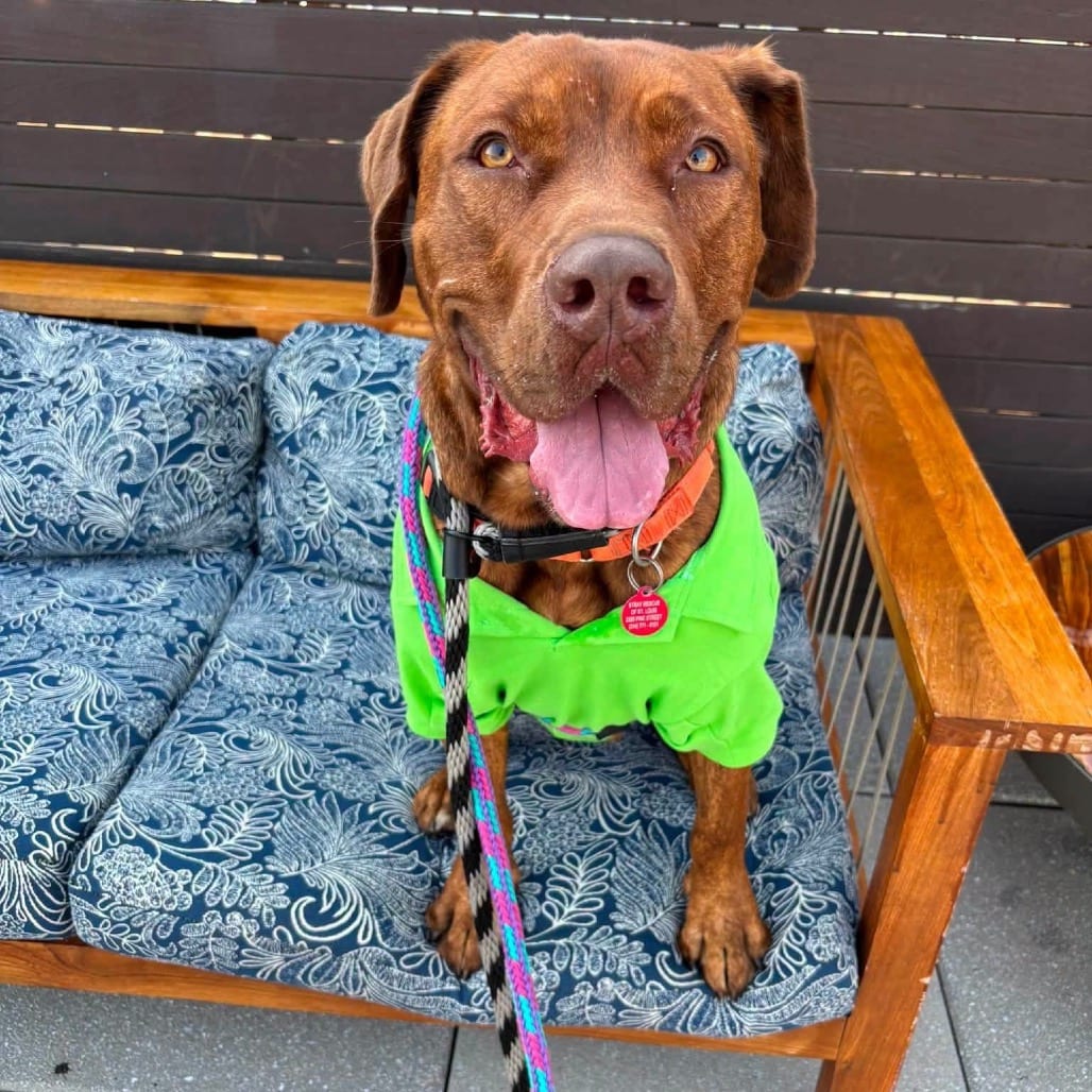 Photo of Ron Burgundy, adoptable Mixed Breed (Medium) in St. Louis, Missouri
