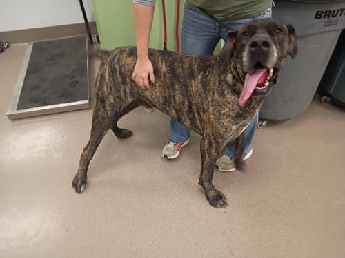 Photo of Hank, adoptable Great Dane in La Porte, Indiana