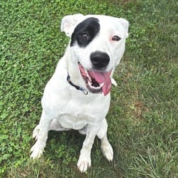 Photo of Dottie, adoptable Mixed Breed (Medium) in Frederick, Maryland