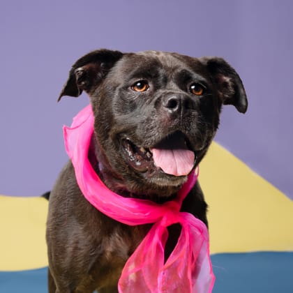 Photo of Salt Shaker, adoptable dog in Atlanta, Georgia