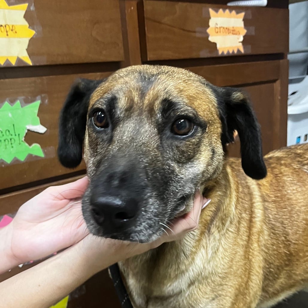 Photo of Marge, adoptable Mixed Breed (Medium) in Summerville, South Carolina