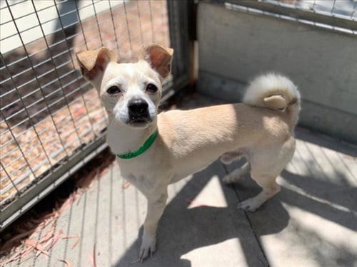 Photo of Orville, adoptable Chihuahua in San Pedro, California