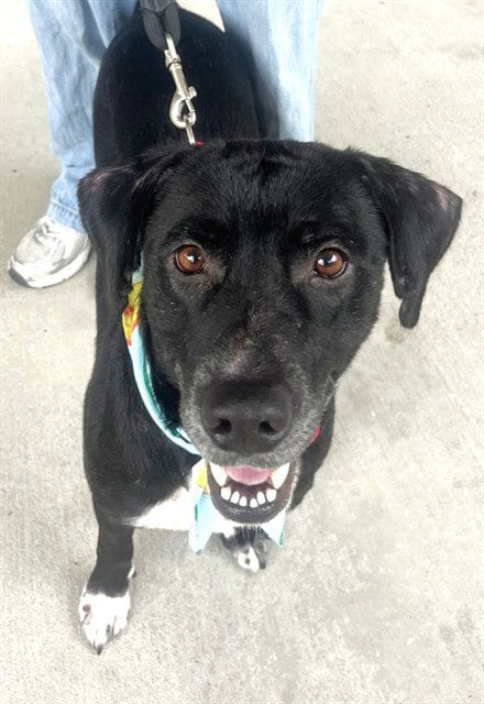 Photo of Stacy, adoptable Labrador Retriever in Miami, Florida