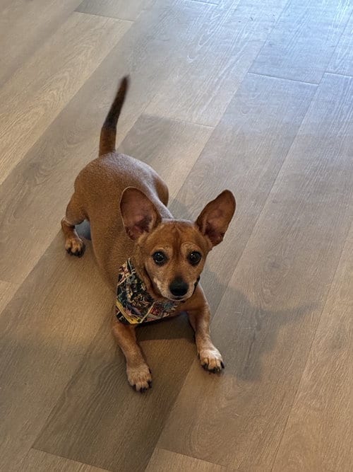 Photo of YoYo, adoptable Dachshund in Humble, Texas