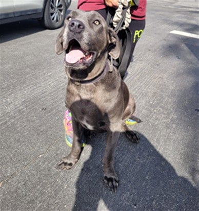 Photo of Bella, adoptable Cane Corso Mastiff in Los Angeles, California