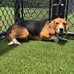 Photo of Cheddar QXX4-4072, adoptable Beagle in Loxahatchee, Florida