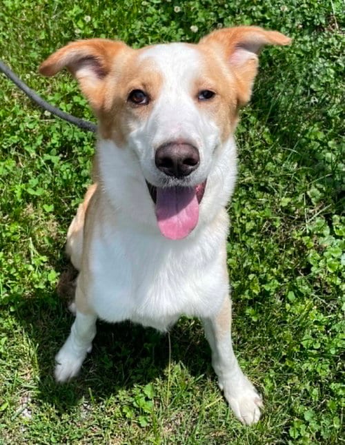 Photo of Archie, adoptable Shepherd in Low Moor, Virginia