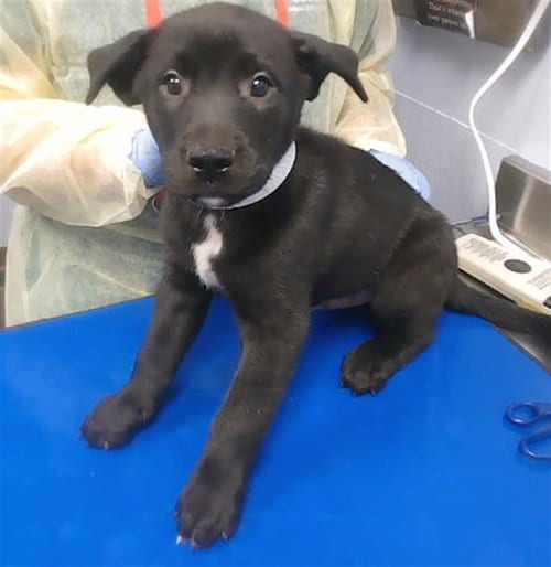 Photo of Heisenberg, adoptable German Shepherd Dog in Phoenix, Arizona