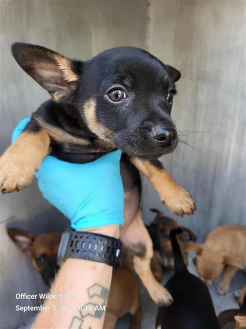 Photo of Nugget, adoptable Chihuahua in San Antonio, Texas