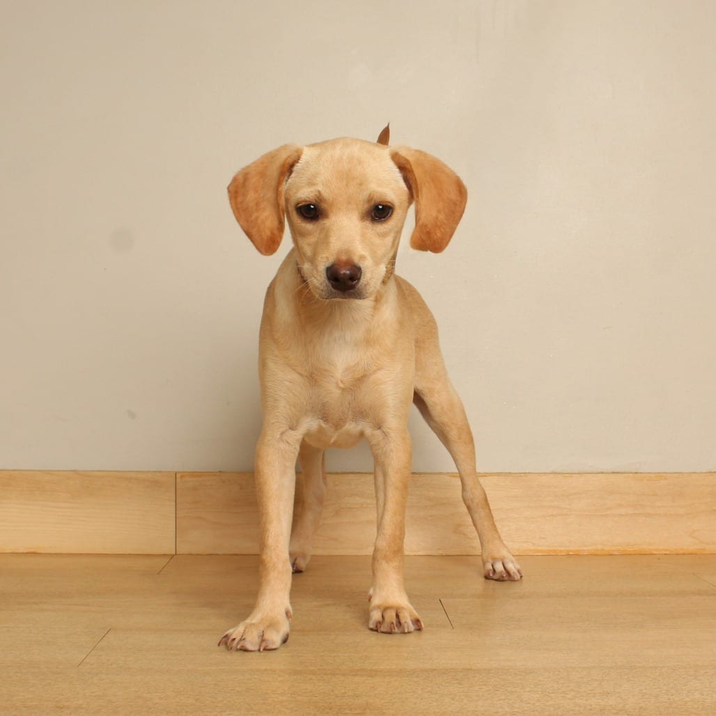 Photo of Penny D71462, adoptable Beagle / Mix in Minnesota, Minnesota