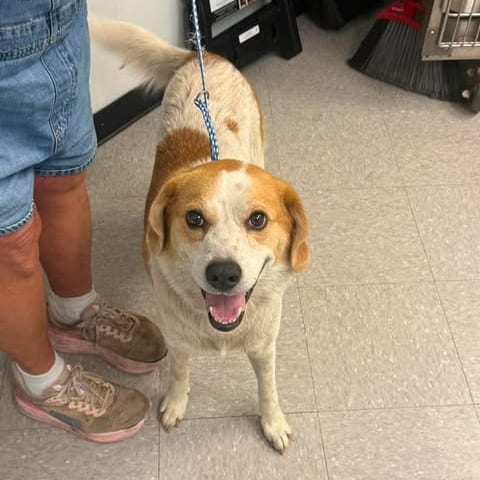 Photo of Brisket 26-08-128, adoptable American Blue Heeler / Mixed Breed (Medium) in Bastrop, Texas