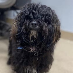 Photo of Phineas, adoptable Poodle (Miniature) in Aurora, Colorado