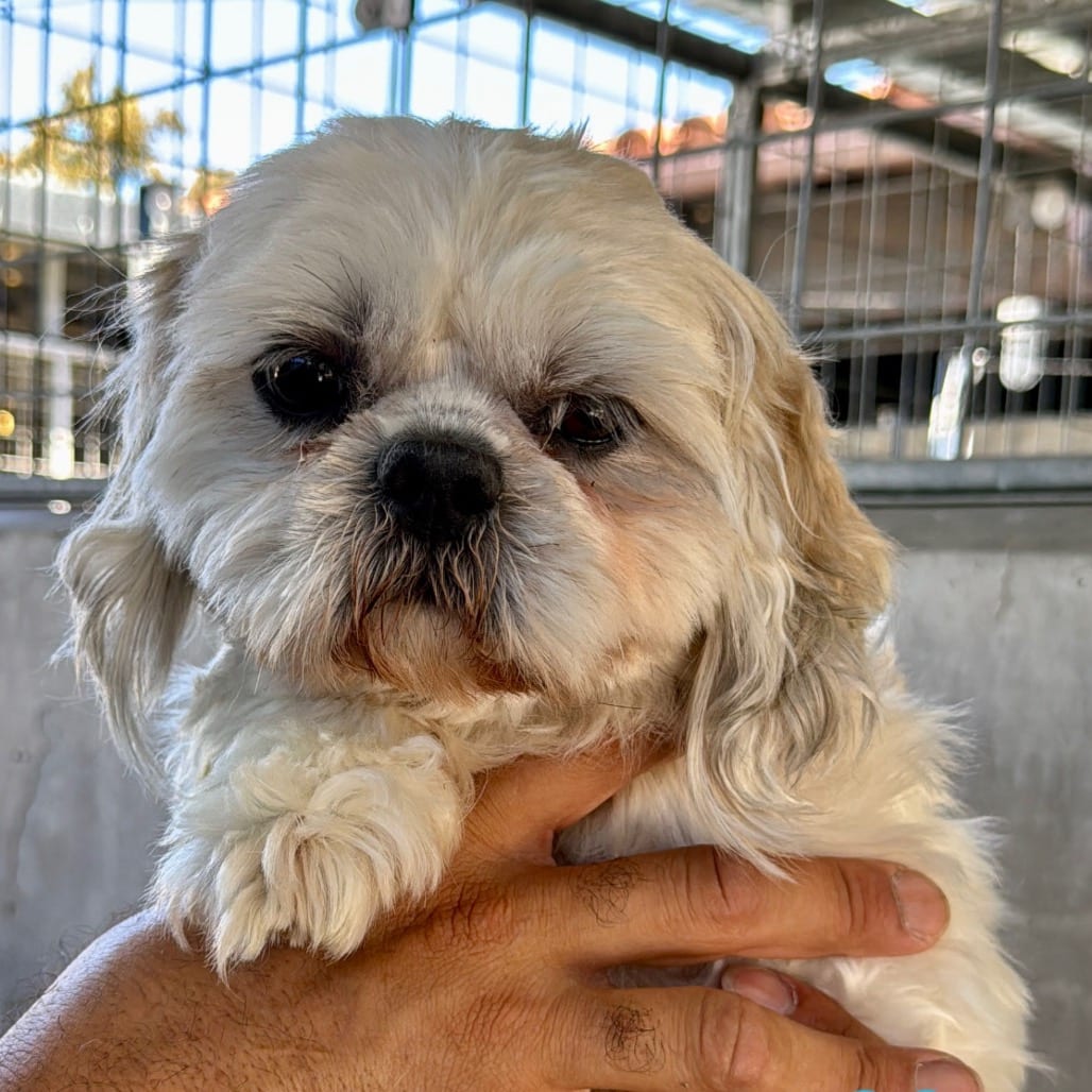 Photo of Phil A5803169, adoptable Shih Tzu in Hayden, Idaho