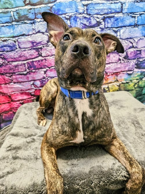 Photo of Remi Blue, adoptable Pit Bull Terrier in Gloversville, New York