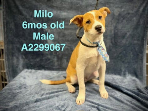 Photo of Milo, adoptable Jack Russell Terrier (Parson Russell Terrier) in Chatsworth, California