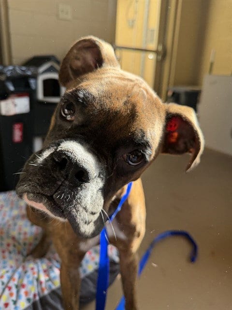 Photo of Marley, adoptable Boxer in Chula Vista, California