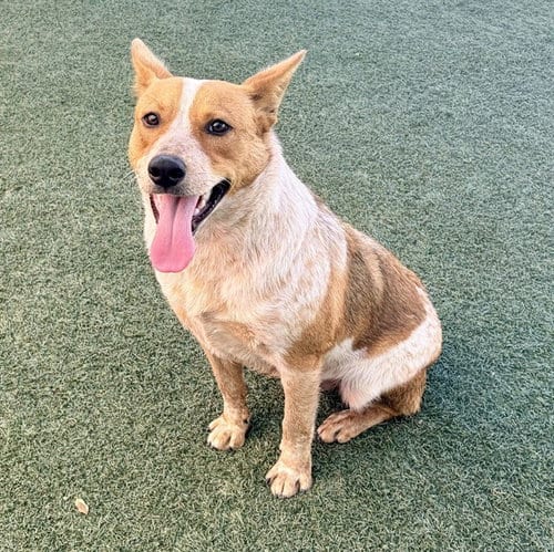 Photo of Forrest, adoptable Queensland Heeler in Salinas, California