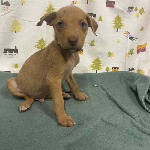 Photo of A614390, adoptable German Shepherd Dog in Modesto, California