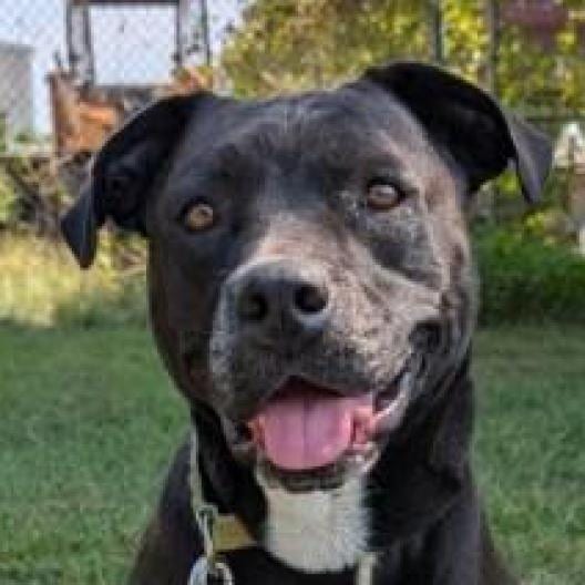 Photo of Zoey, adoptable Mixed Breed (Medium)
