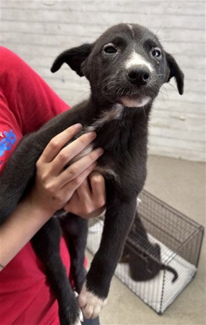 Photo of Ophelila, adoptable Pit Bull Terrier in San Bernardino, California
