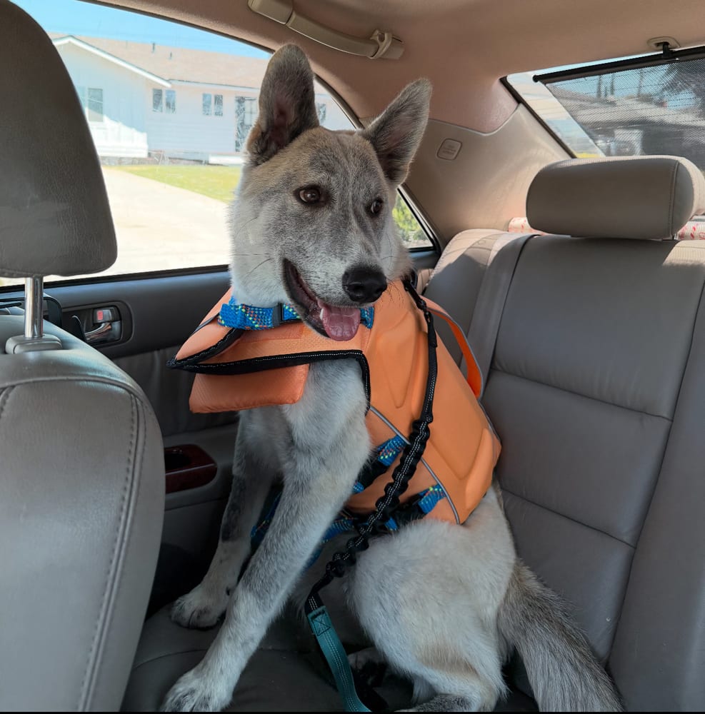 Photo of Rocket formerly Ranger, adoptable Husky in Dana Point, California