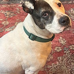 Photo of Patches meet me 10/24, adoptable Boxer in East Hartford, Connecticut
