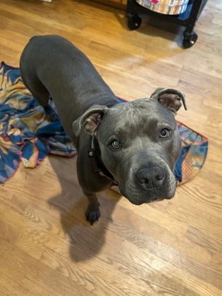 Photo of Toyota- IN FOSTER, adoptable dog in Chamblee, Georgia