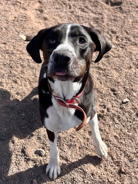 Photo of Abby, adoptable English Mastiff in Webster, Wisconsin