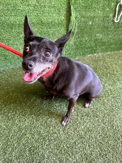 Photo of Shelly, adoptable Chihuahua in Lancaster, California