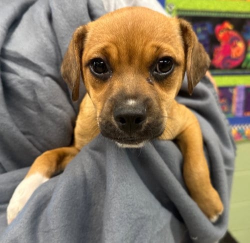 Photo of Oolong, adoptable Jack Russell Terrier in Burnsville, North Carolina
