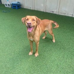 Photo of Squish 6024, adoptable Mixed Breed (Medium) in Loxahatchee, Florida