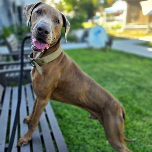 Photo of Drakeo, adoptable Doberman Pinscher in Long Beach, California
