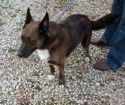 Photo of Trigger, adoptable Cattle Dog in Frenchburg, Kentucky