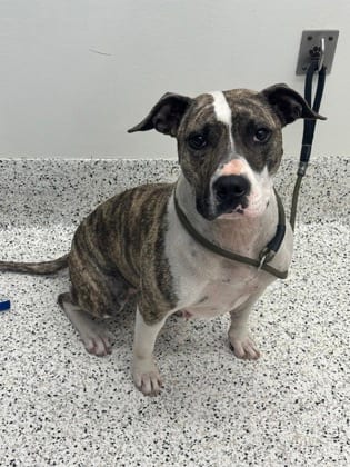 Photo of Warehouse Whitney, adoptable dog in Atlanta, Georgia
