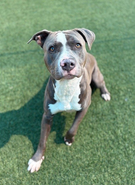 Photo of Max, adoptable Pit Bull Terrier in Dallas, Texas
