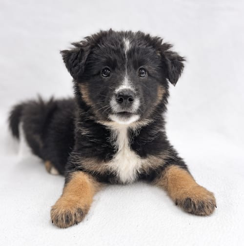 Photo of Future: Fortuneteller, adoptable Border Collie in Romoland, California