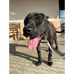 Photo of Koda, adoptable American Pit Bull Terrier in Baton Rouge, Louisiana