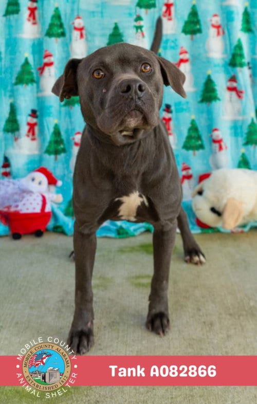 Photo of Tank, adoptable American Bulldog in Mobile, Alabama