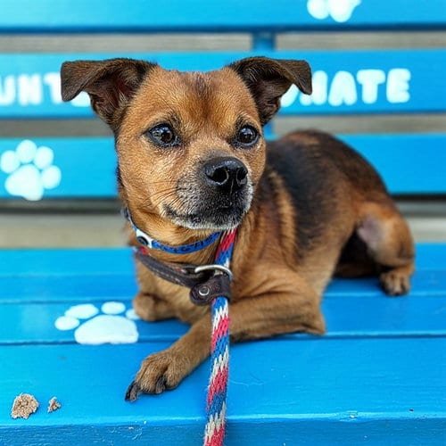 Photo of Churro, adoptable Chihuahua in Long Beach, California
