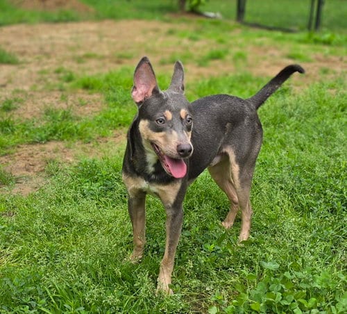 Photo of Ollie, adoptable Unknown breed (short coat) in Morganville, New Jersey
