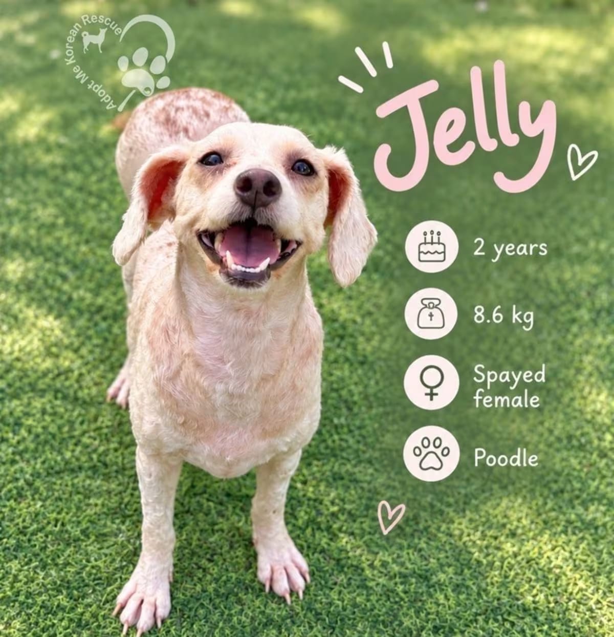 Photo of Jelly, adoptable Poodle (Miniature) in Los Angeles, California