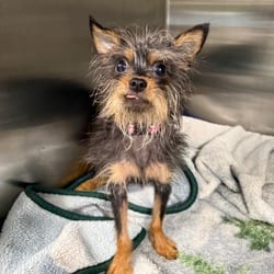 Photo of Rocky, adoptable Yorkie, Yorkshire Terrier in Lakeland, Florida