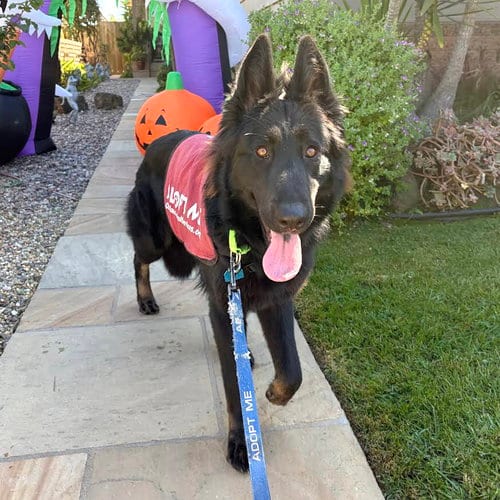 Photo of Esmeray, adoptable German Shepherd Dog in Oakland, California